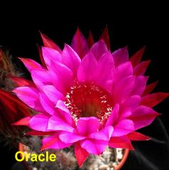 Oracle.4.1.jpg 